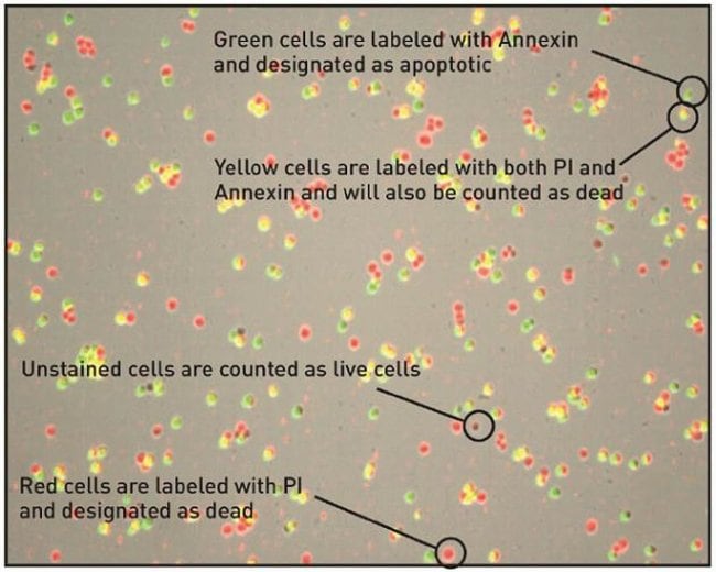 Tali Apoptosis Kit - Annexin V Alexa Fluor 488 Propidium Iodide ...